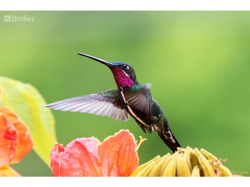 Stripe-breasted Starthroat