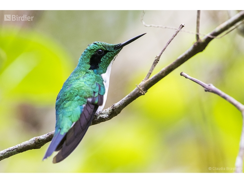 Black-eared Fairy