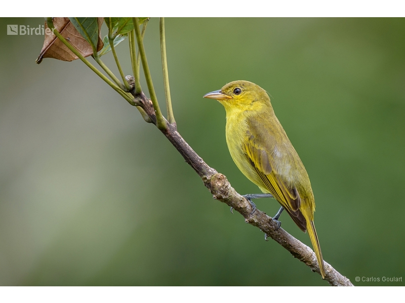 Yellow-backed Tanager