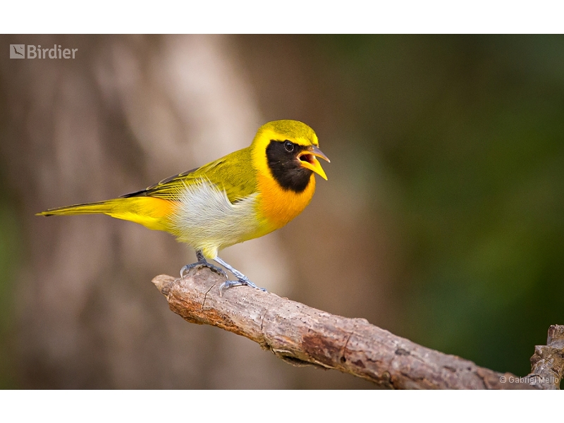 Guira Tanager
