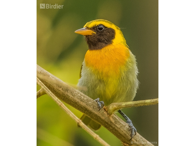 Guira Tanager
