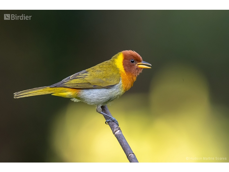 Rufous-headed Tanager