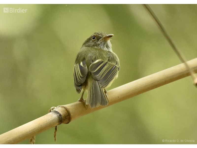 Acre Tody-Tyrant