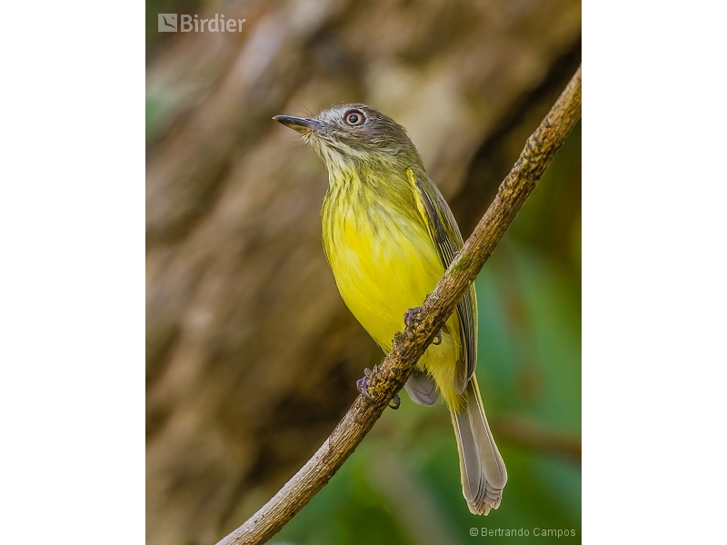 Stripe-necked Tody-Tyrant