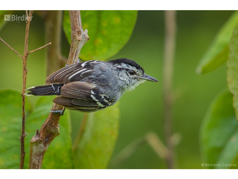 Black-capped Antwren