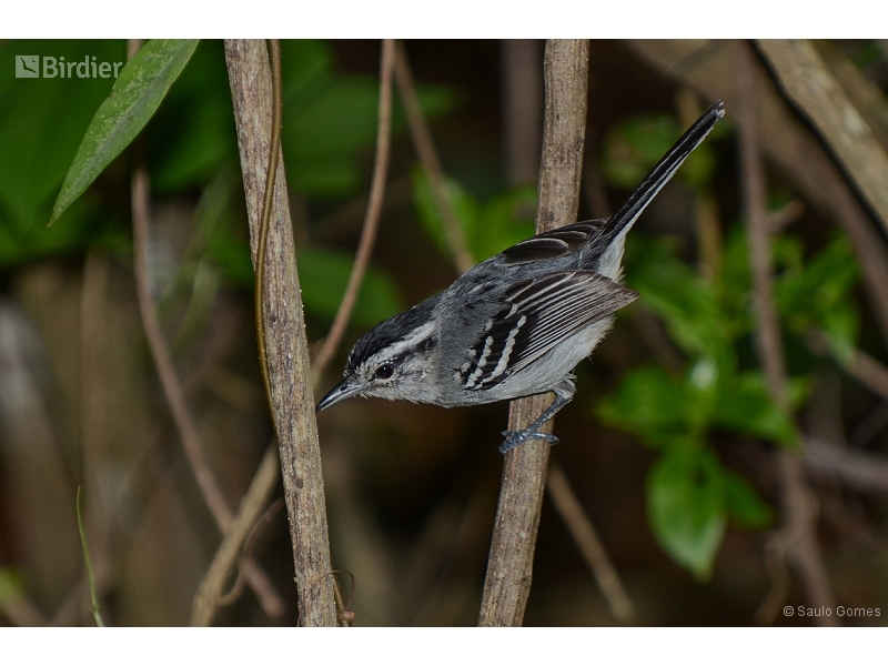 Black-capped Antwren