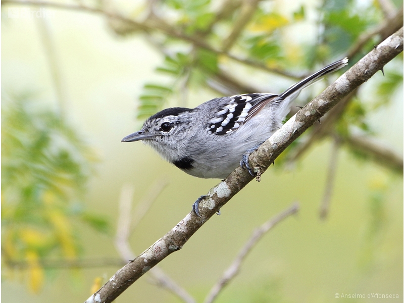 Pectoral Antwren