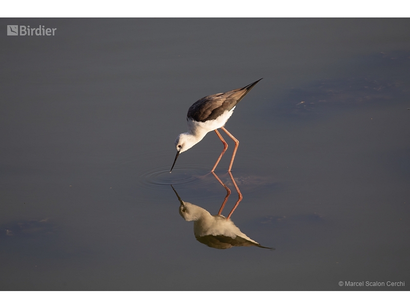 Black-winged Stilt
