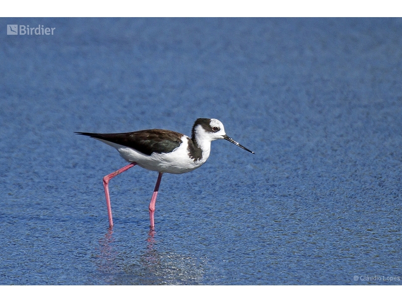 White-backed Stilt