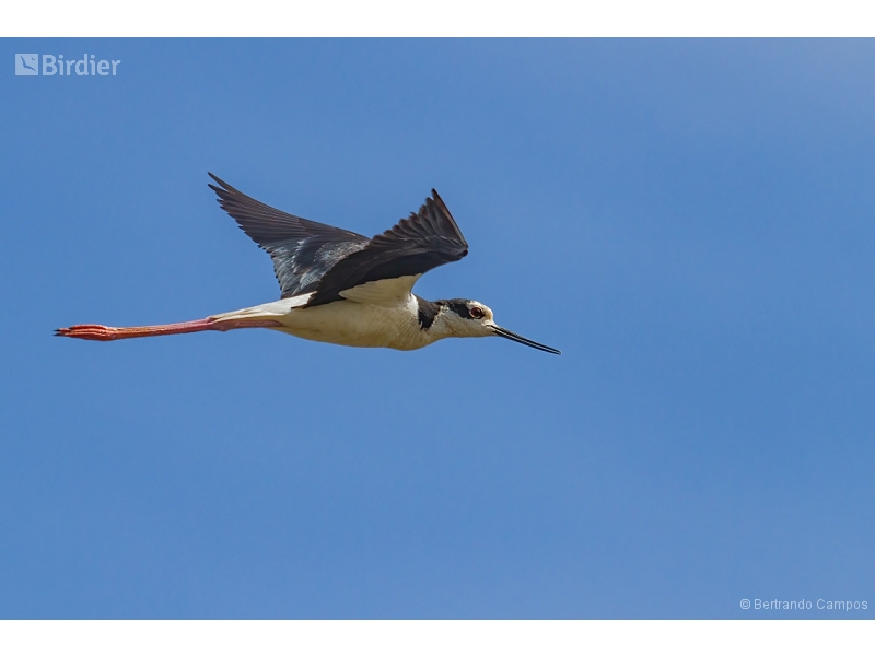 White-backed Stilt