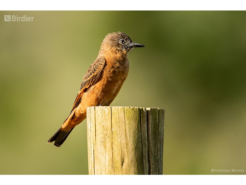 Cliff Flycatcher