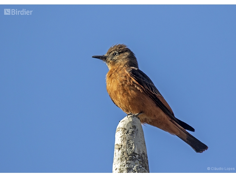Cliff Flycatcher