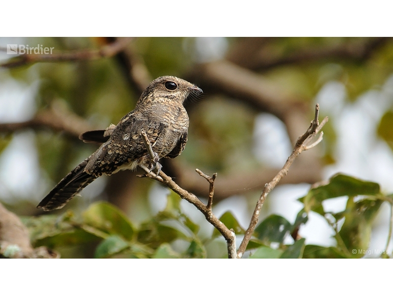 Ladder-tailed Nightjar