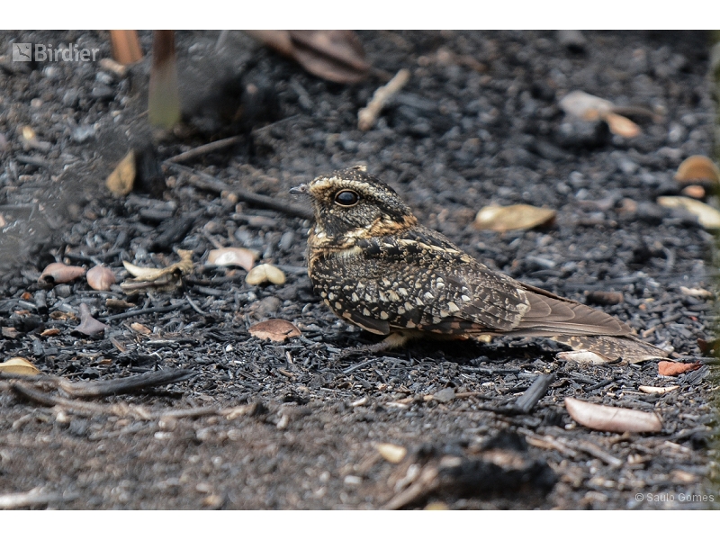 Spot-tailed Nightjar