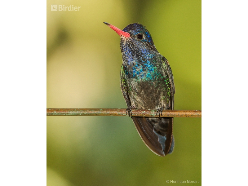 White-chinned Sapphire
