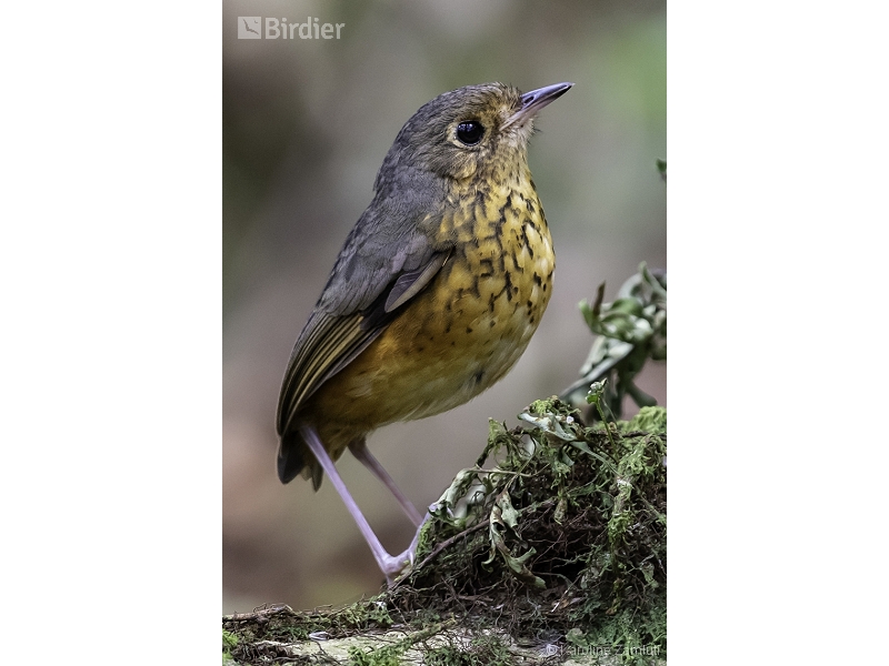 Speckle-breasted Antpitta