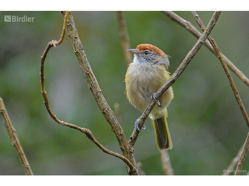 Grey-eyed Greenlet