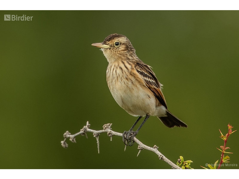 Spectacled Tyrant