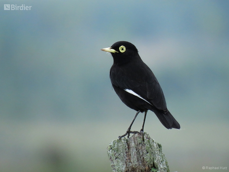 Spectacled Tyrant