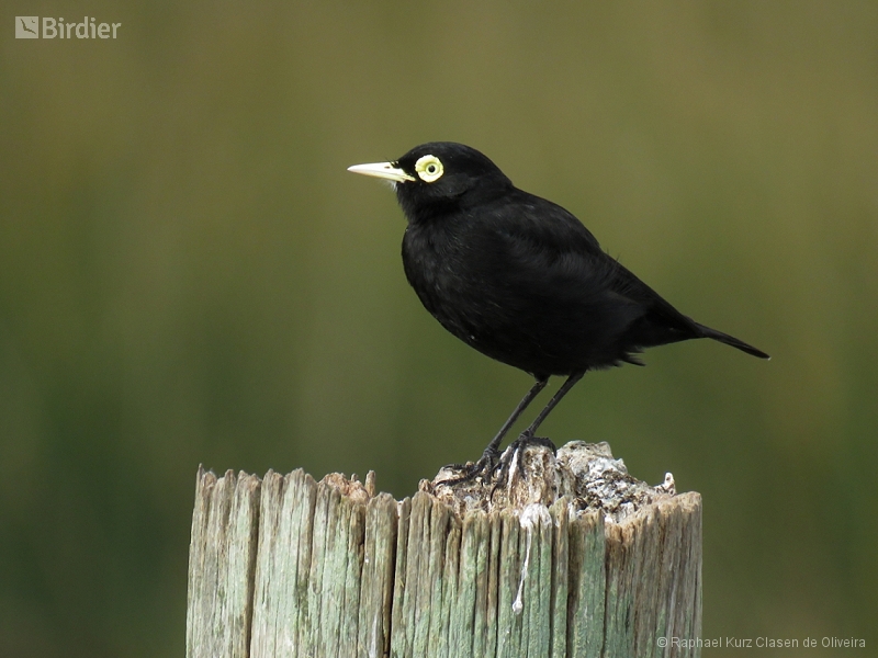 Spectacled Tyrant