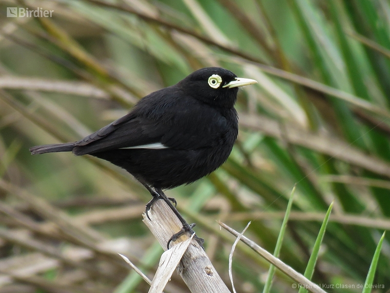 Spectacled Tyrant