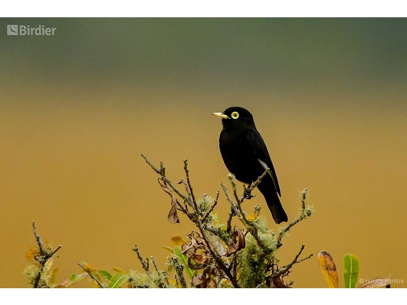 Spectacled Tyrant