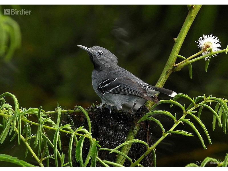 Band-tailed Antbird