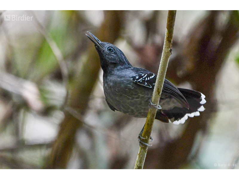 Band-tailed Antbird