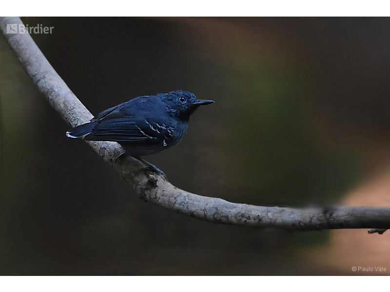 Black-chinned Antbird