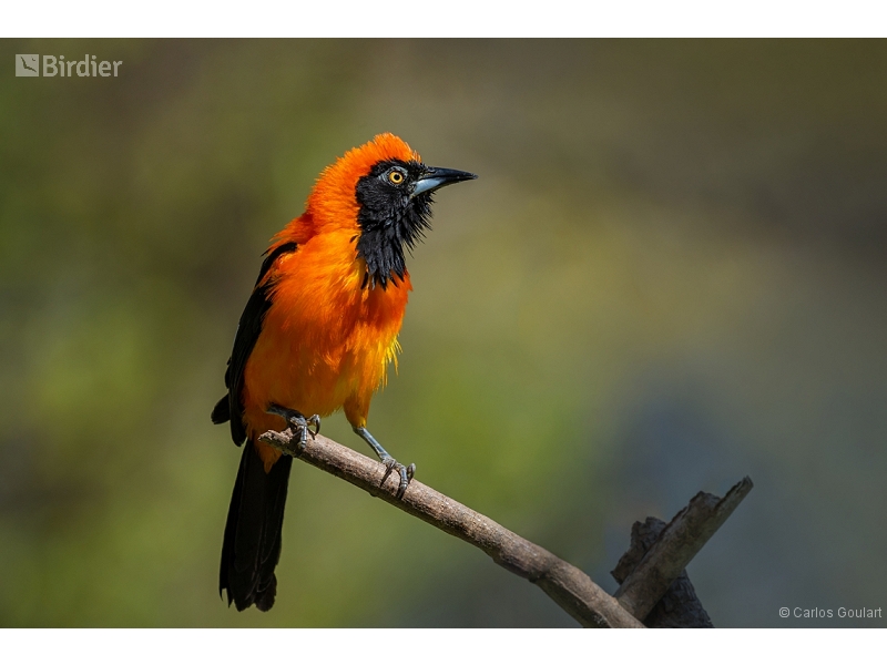 Orange-backed Troupial