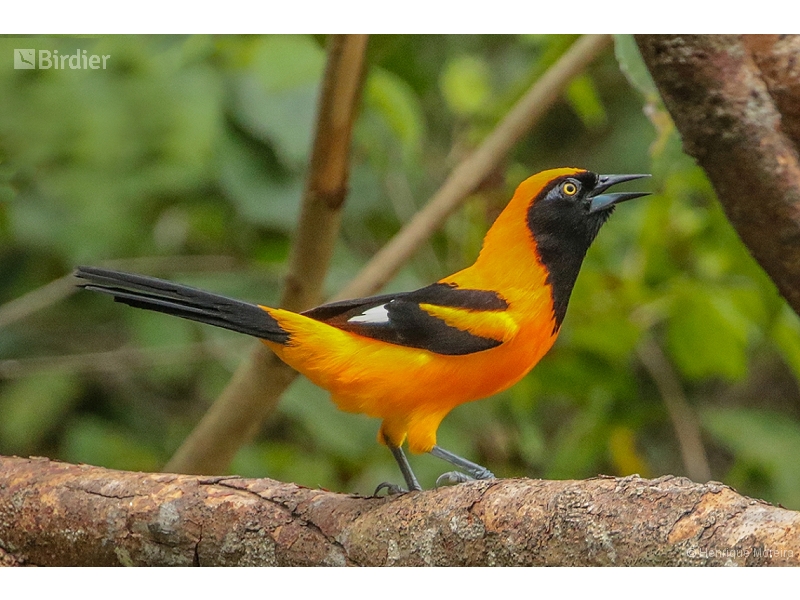 Orange-backed Troupial