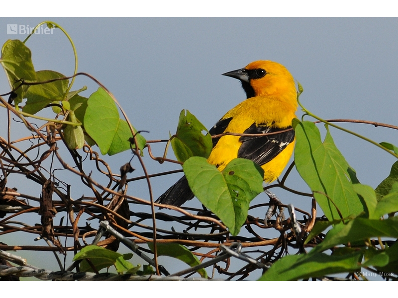 Yellow Oriole