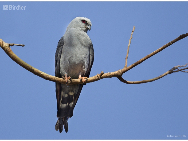 Plumbeous Kite