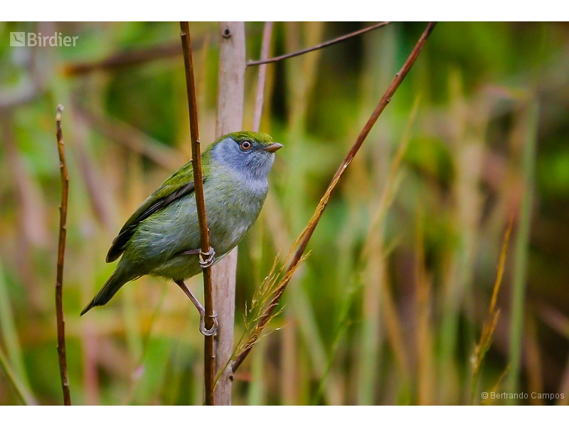 Pin-tailed Manakin