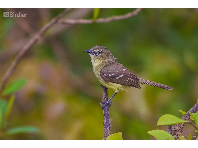 Amazonian Inezia