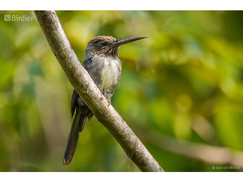 Three-toed Jacamar