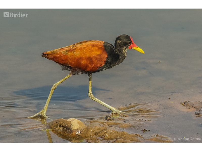 Wattled Jacana