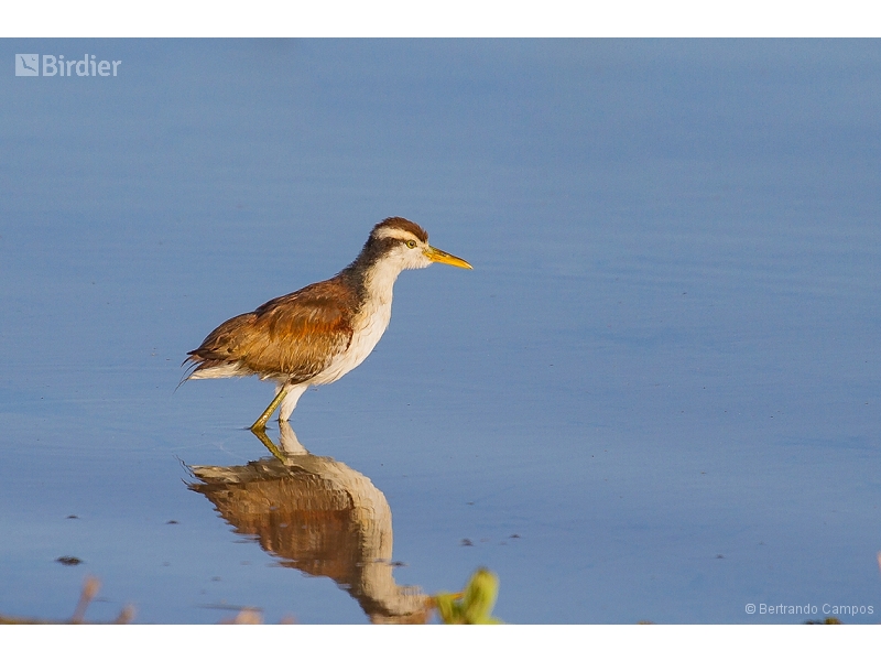 Wattled Jacana