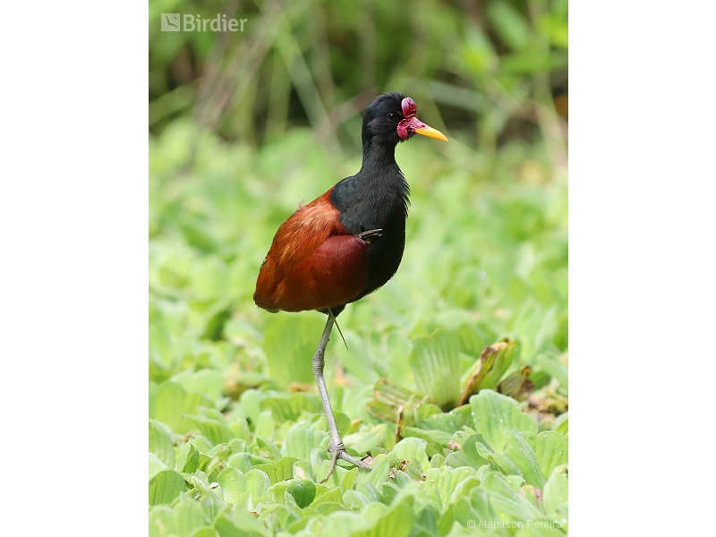 Wattled Jacana
