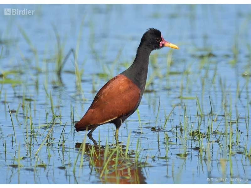 Wattled Jacana