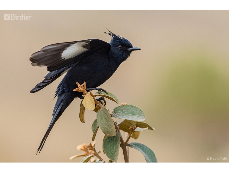 Crested Black Tyrant
