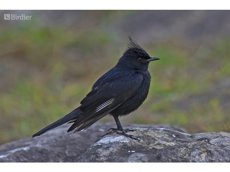 Crested Black Tyrant
