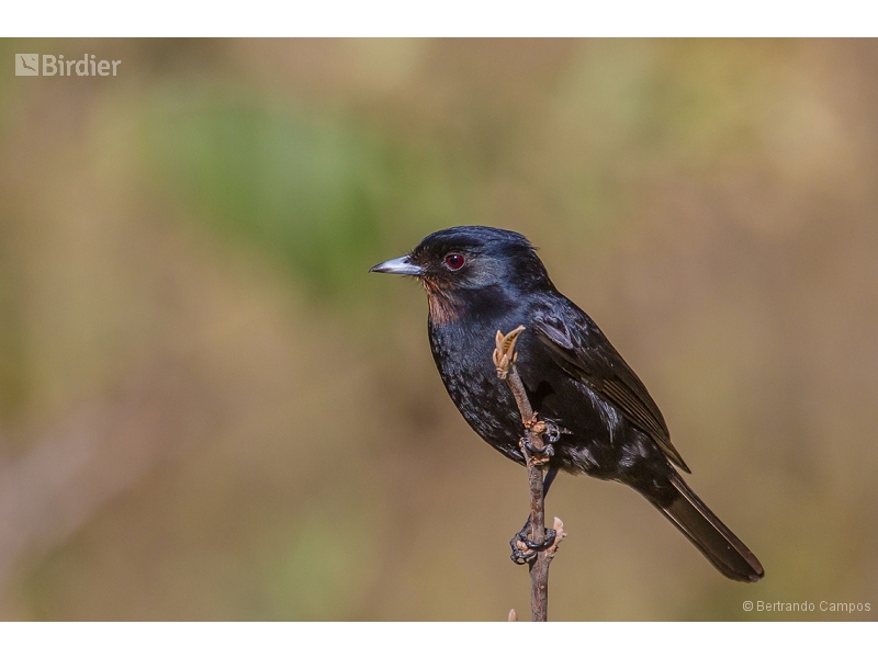Velvety Black Tyrant