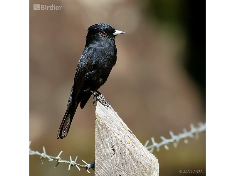 Velvety Black Tyrant