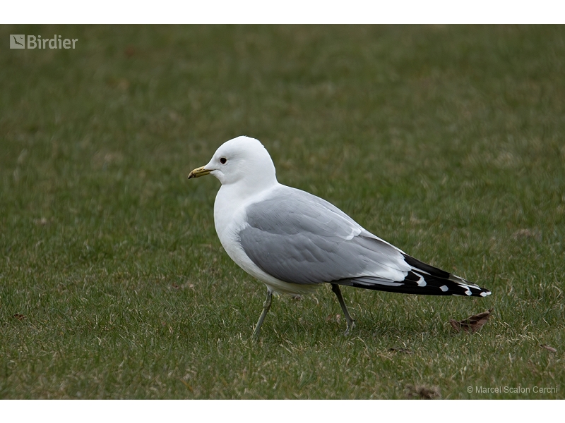 Common Gull