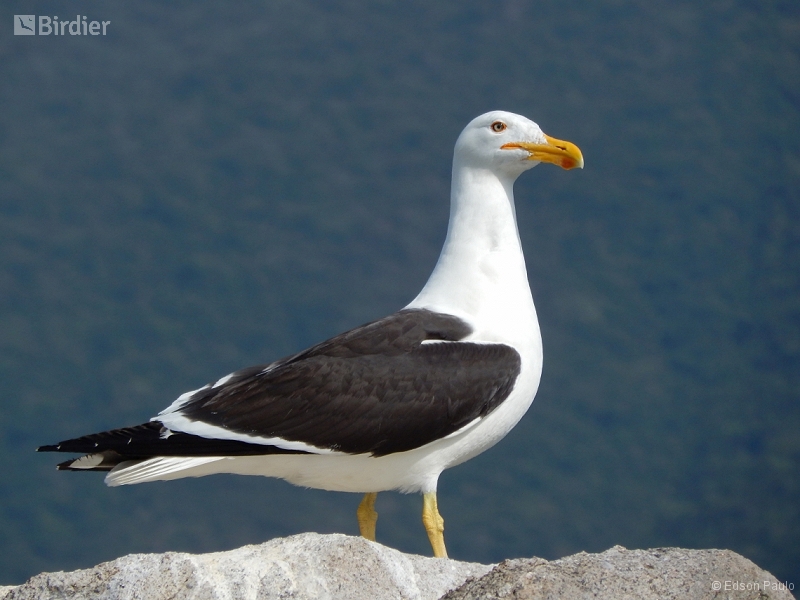 Kelp Gull