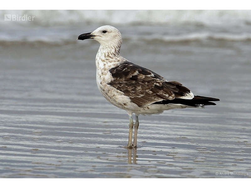 Kelp Gull