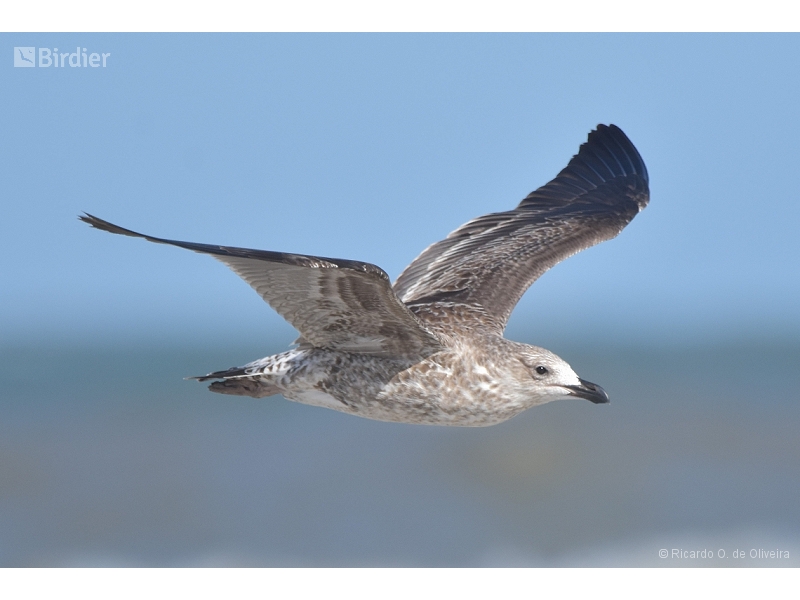 Kelp Gull