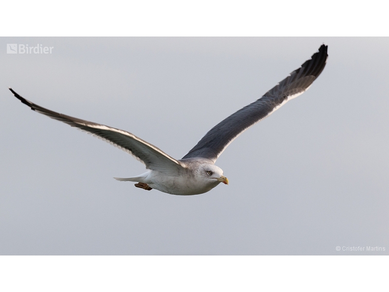 Lesser Black-backed Gull