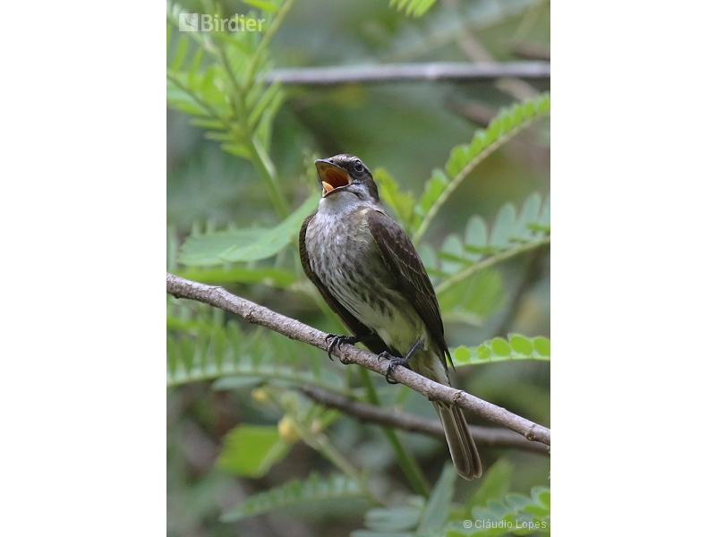 Piratic Flycatcher